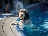 7. Heilbronner Hundeschwimmen im Freibad Gesundbrunnen
