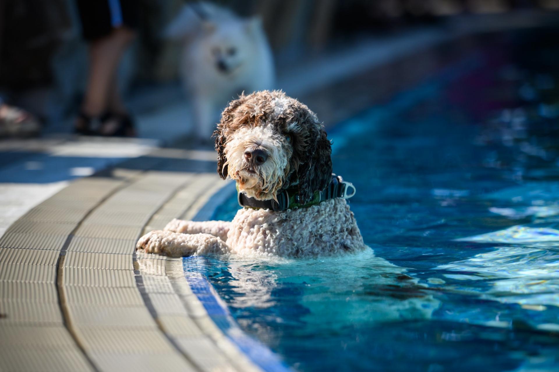 7. Heilbronner Hundeschwimmen im Freibad Gesundbrunnen